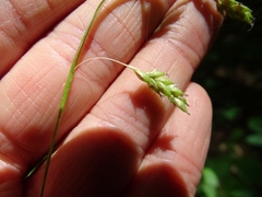 Carex formosa