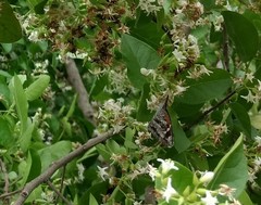 Libytheana carinenta