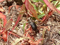 Cicindela punctulata punctulata