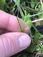 Ranunculus