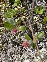 Salix reticulata