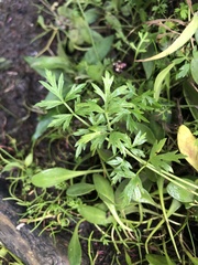 Ranunculus