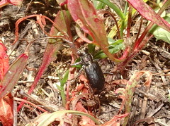 Cicindela punctulata punctulata