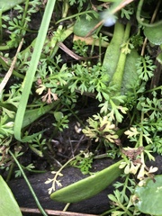 Ranunculus