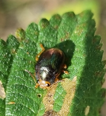 Calomela ruficeps