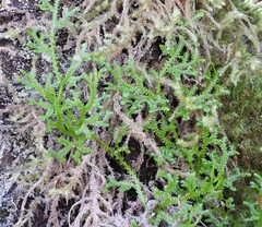 Selaginella douglasii