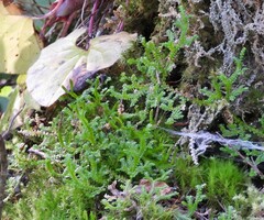 Selaginella douglasii
