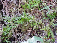 Selaginella douglasii