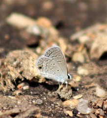 Hemiargus ceraunus