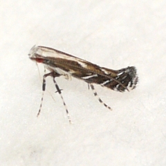 Leucospilapteryx venustella