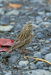 Anthus antarcticus