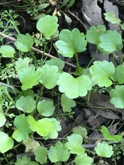 Ranunculus