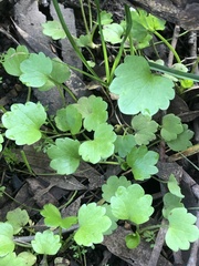Ranunculus