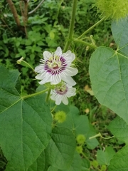 Passiflora foetida