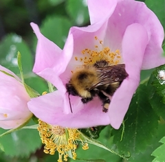 Bombus
