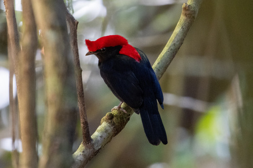 Helmeted Manakin (Chiroxiphia galeata), photo 8