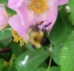 Bombus