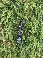 Harpaphe haydeniana scotia