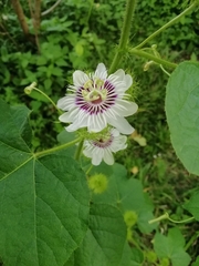 Passiflora foetida