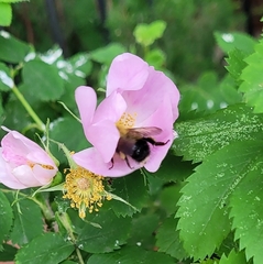 Bombus