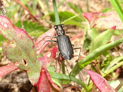 Cicindela punctulata punctulata