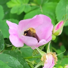 Bombus