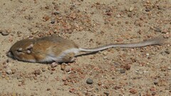 Dipodomys ordii