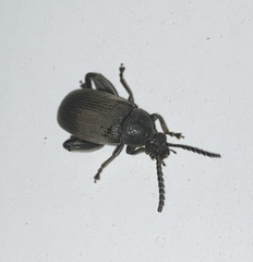 Pachymerus nucleorum