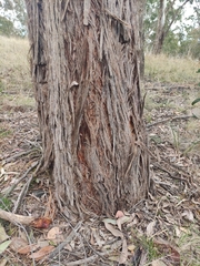 Eucalyptus caliginosa