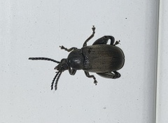 Pachymerus nucleorum