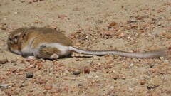 Dipodomys ordii