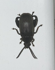 Pachymerus nucleorum