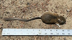 Dipodomys ordii