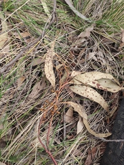 Eucalyptus caliginosa