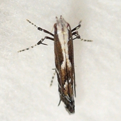 Leucospilapteryx venustella