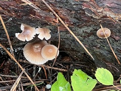 Mycena elegantula