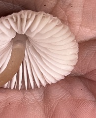 Mycena elegantula