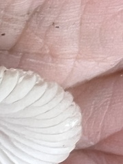 Mycena elegantula