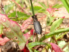 Cicindela punctulata punctulata