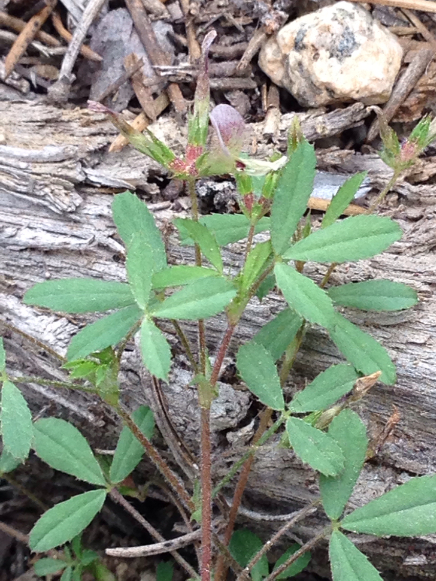 Trifolium monanthum ssp. tenerum