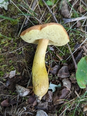 Aureoboletus roxanae