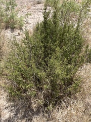 Larrea tridentata