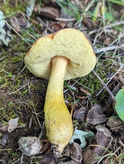 Aureoboletus roxanae