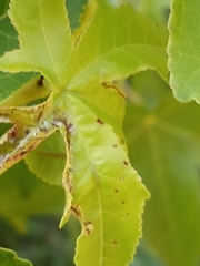 Phyllocnistis liquidambarisella