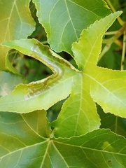 Phyllocnistis liquidambarisella