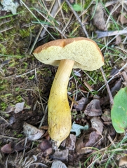Aureoboletus roxanae