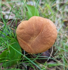 Aureoboletus roxanae
