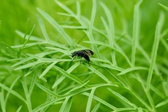 Tritoxa flexa