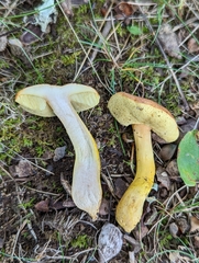 Aureoboletus roxanae