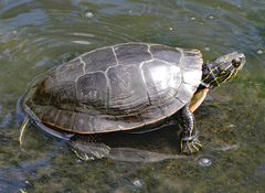 Chrysemys picta bellii